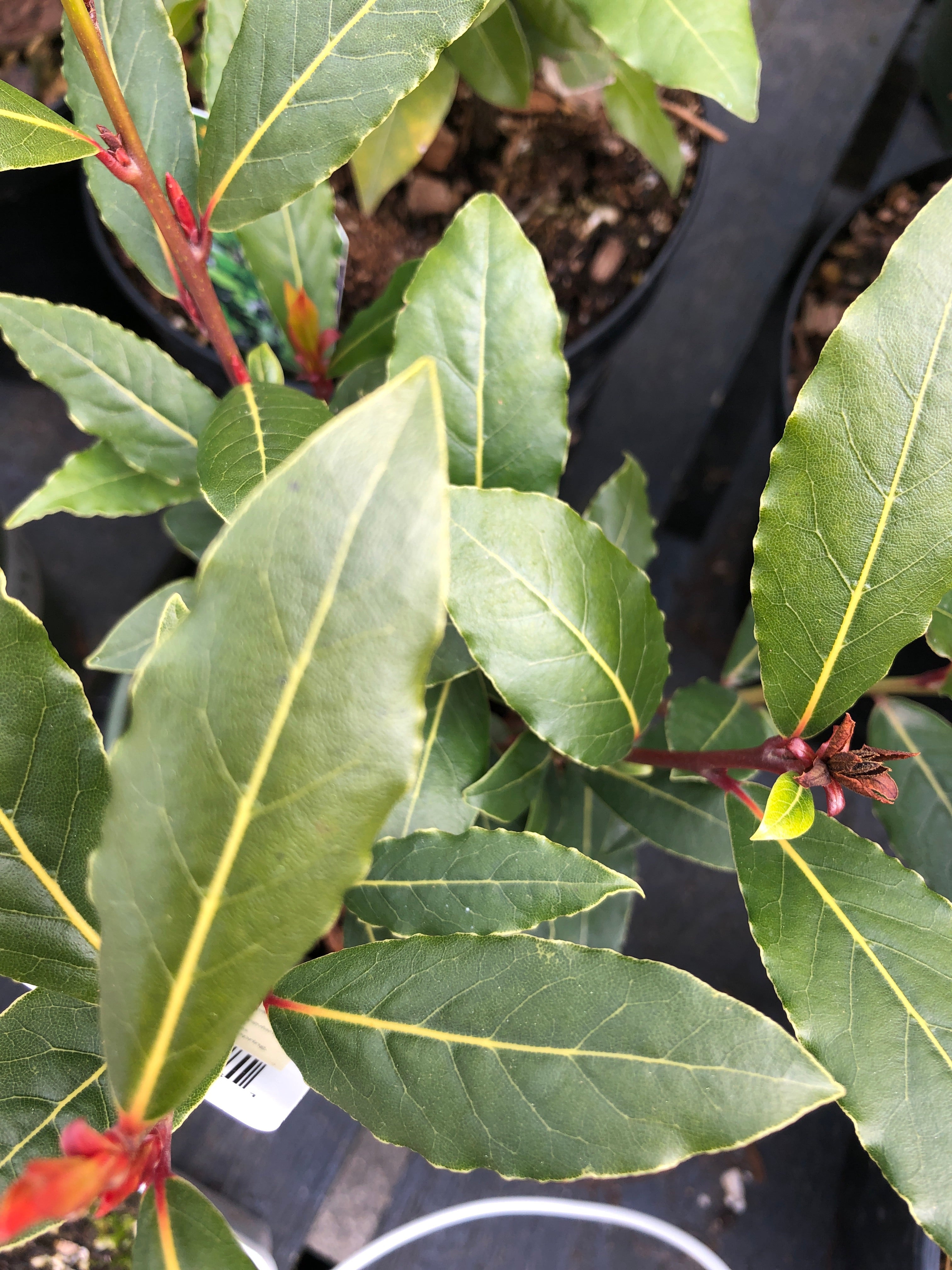 Bay Leaf Sweet Little Ragu